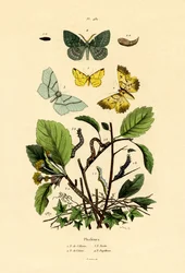 Farfalle